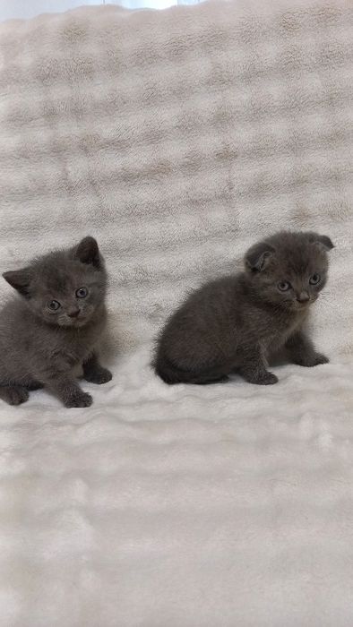 Продаж шотладських висловухих та прямовухих котиків