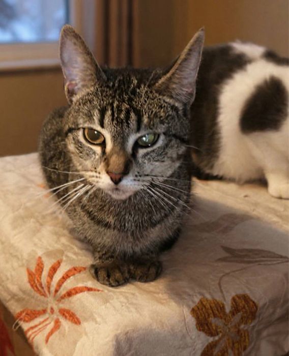 Врятована киця шукає дім!