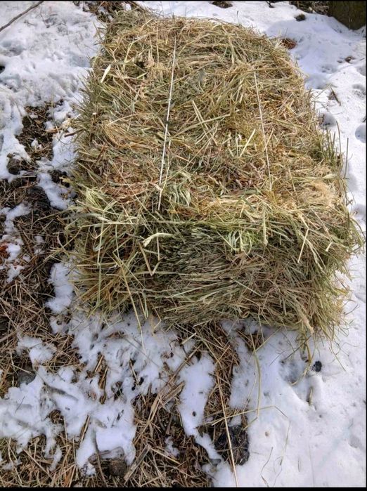 Сіно на продаж у тюках, вага 10 кг