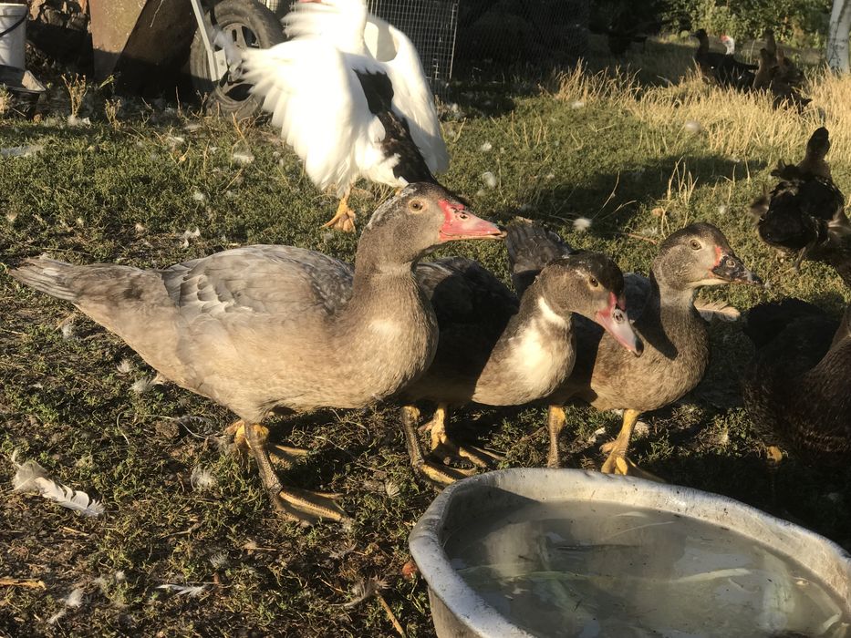 Індокачки, німці, німі качки, шипуни