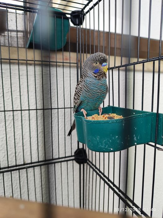 Casal Periquito black face