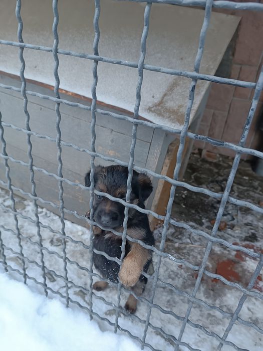 Собачки безкоштовно