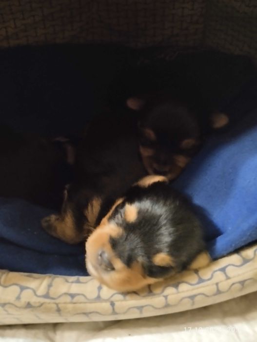 Кобель для вязки