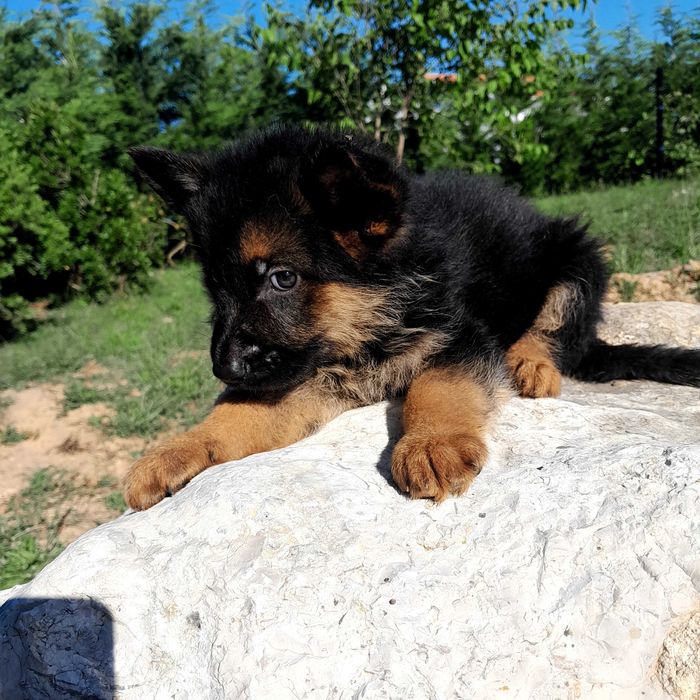 Pastor alemão  com lop