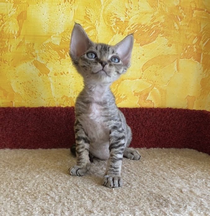 Девон рекс котики