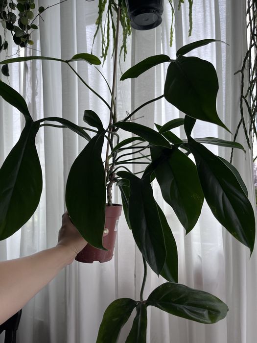 Philodendron 69686 Bette Waterbury