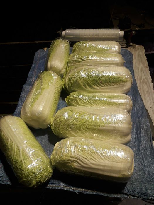 Kapusta pekińska pekin