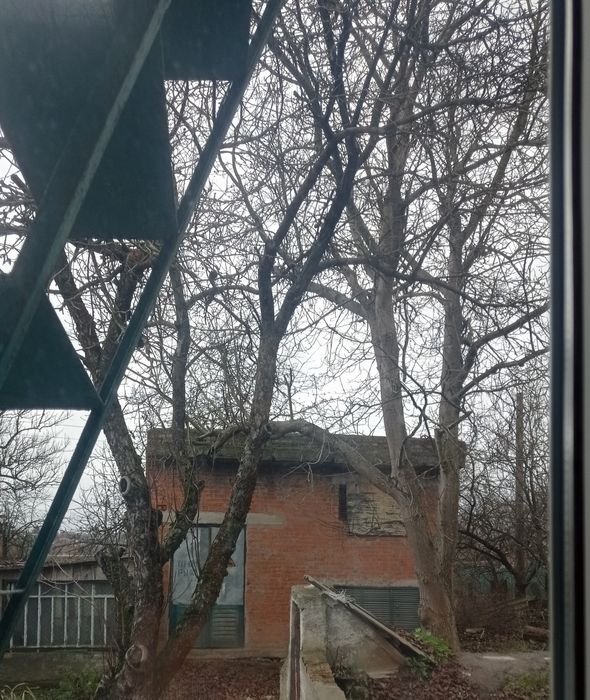 Дрова зрізати дерева Хм