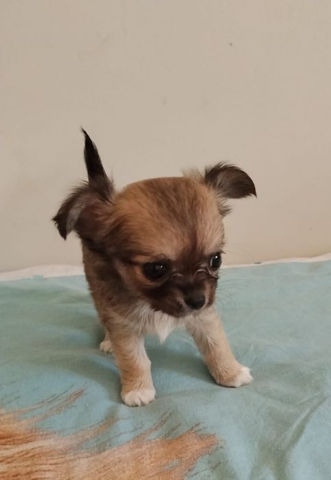 Chihuahua suczka