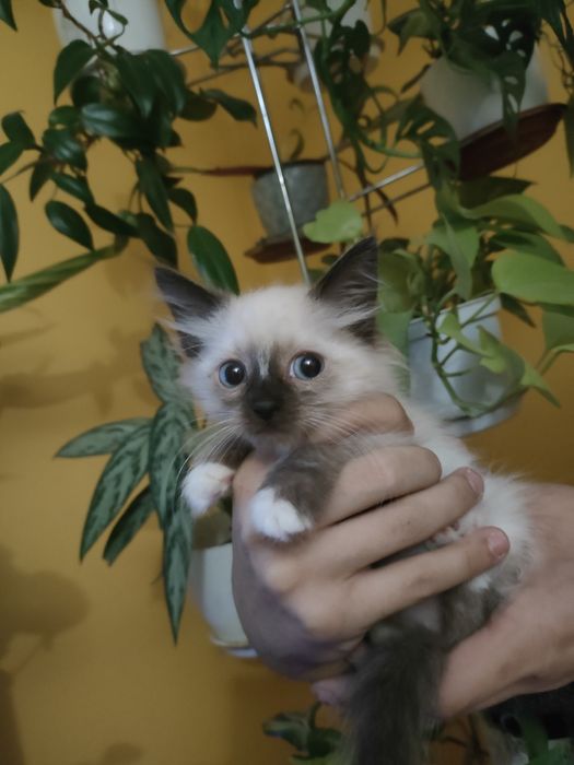 Syberyjskie Neva masquard już do odbioru