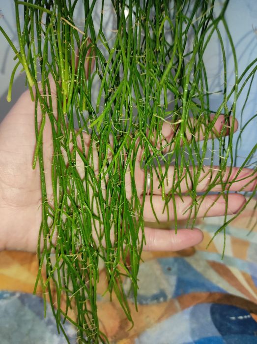 Продам ріпсаліс 450 грн