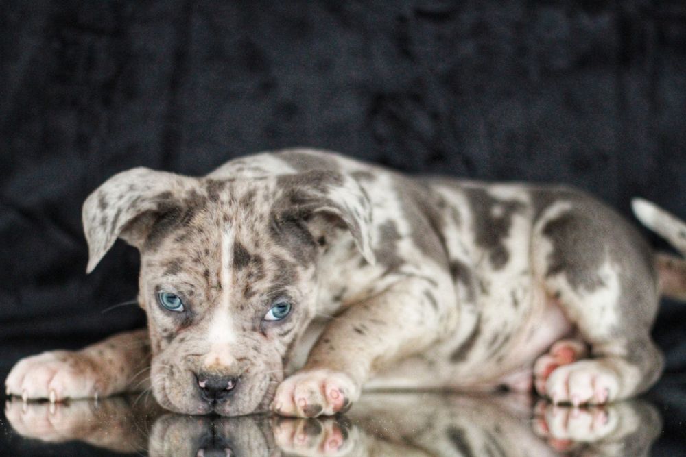 ВПЕРВЫЕ в Украине! North American mastiff.  NAM.  Северо-Американский