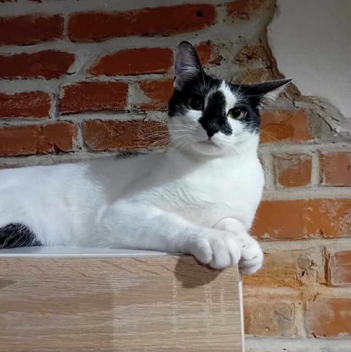 Adopcja kotka Felicja