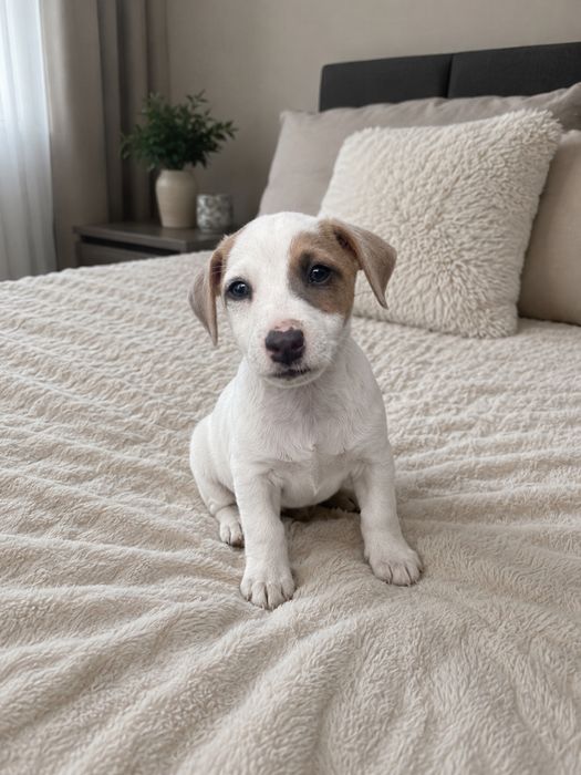 Śliczny piesek Jack