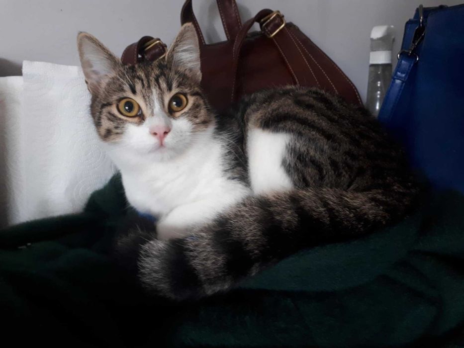 Adopcja podwójna dawka kociej miłości