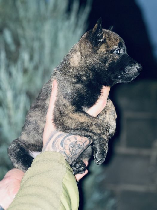 Хердер! Голландская овчарка! Девочка!