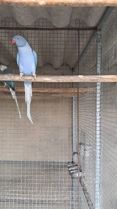 Ring necks 2024 / 2025 cleartail