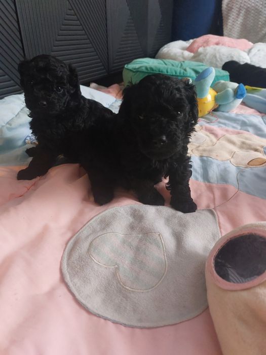 Piękny chlopak czarny pudel miniaturowy FCI
