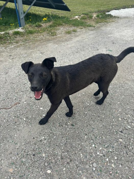 Lulu - chodząca słodycz czeka na dom