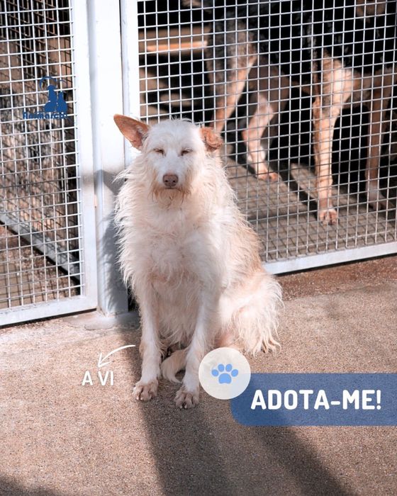 Vi cadela de porte medio