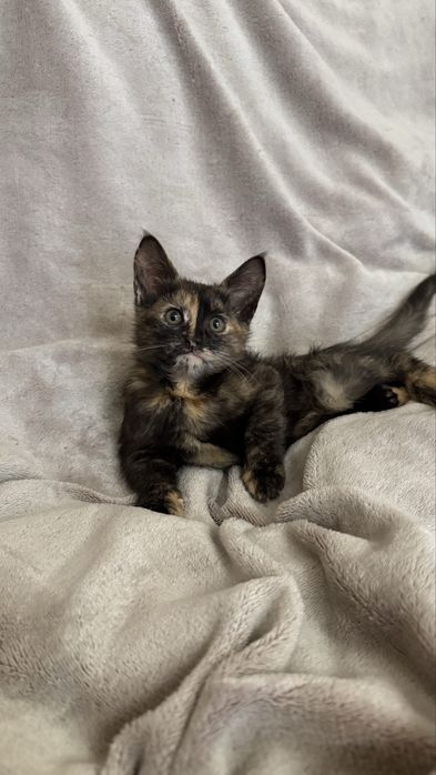 Продам котят мейн куна