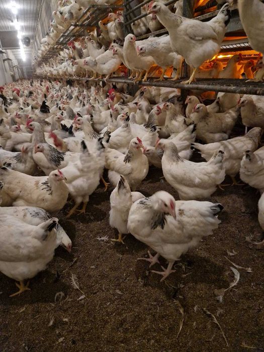 Kury wszystkie rasy ! Nioski od 8 do 24 tygodnia ! ZAPRASZAM !