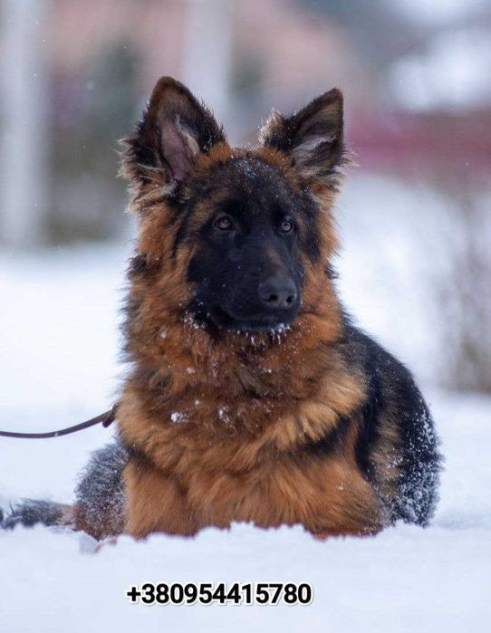 Хлопчик - підліток німецької вівчарки, д/ш.