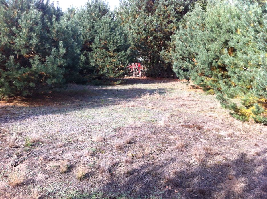 DZIAŁKA budowlana 1020 m2 Nowogród gm. Golub-Dobrzyń
