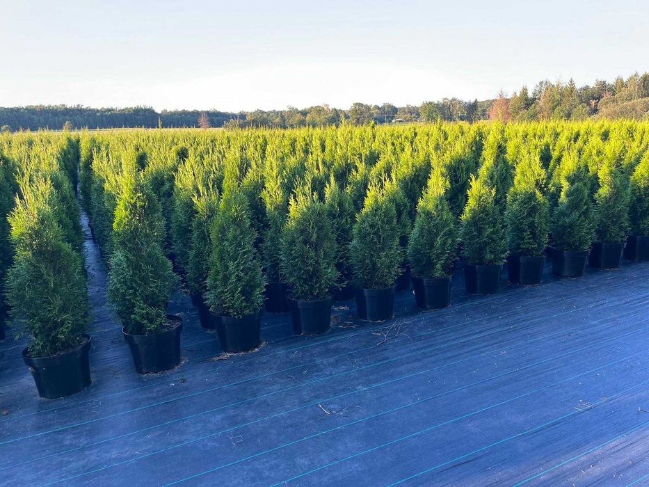 Tuja Thuja Szmaragd 100-110 cm !DONICZKA 10L (NIE 3L)!!