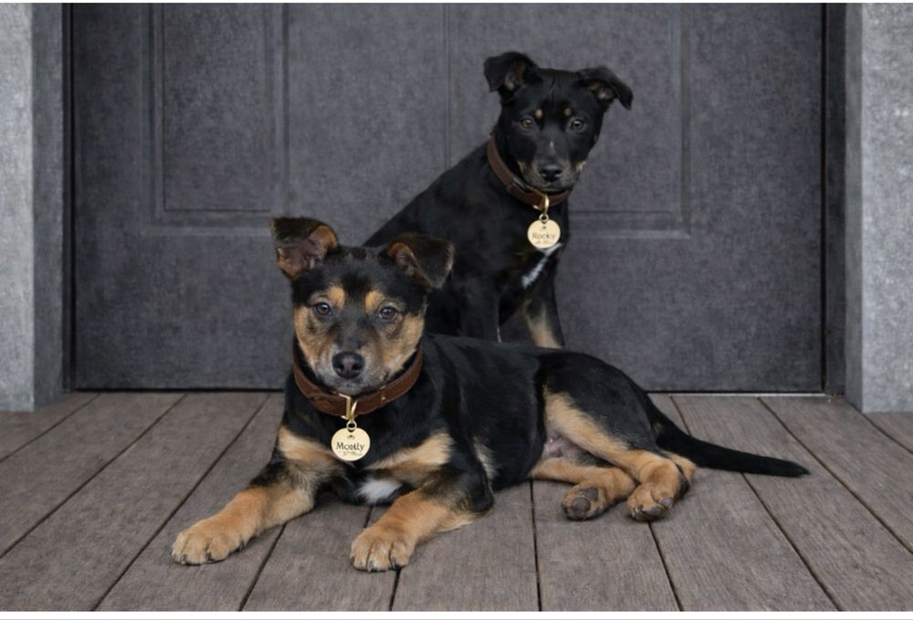 Щенки в добрі руки. Шукають дім.