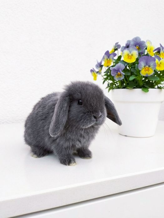 Króliczki Mini Lop