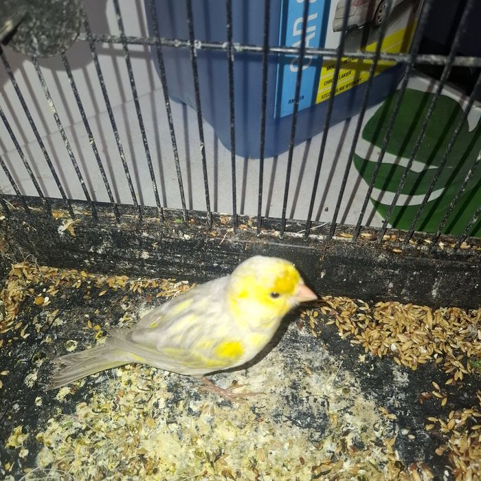 Kanarki na sprzedaż 2025 samiec