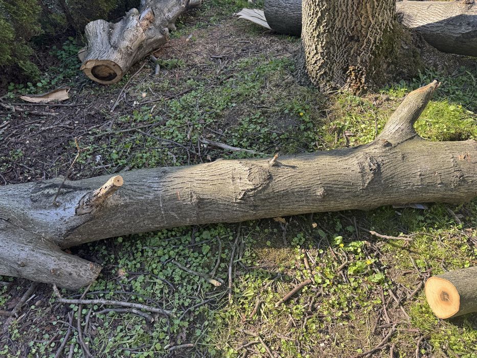 Orzech włoski - duży pień - plus dwa mniejsze
