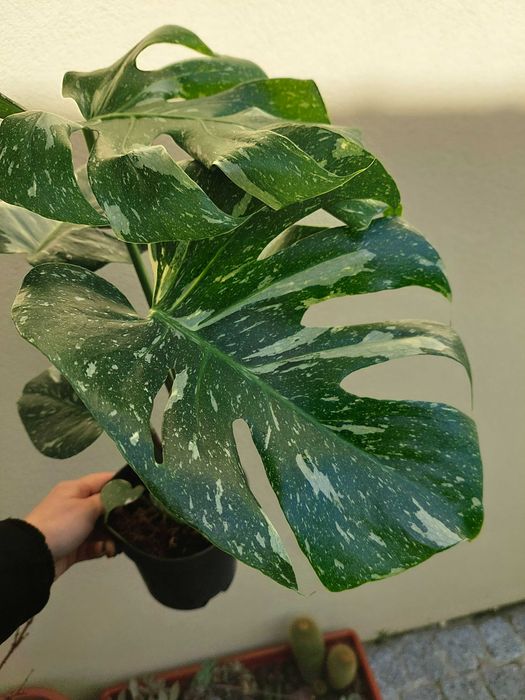 Planta Monstera Thai Constellation