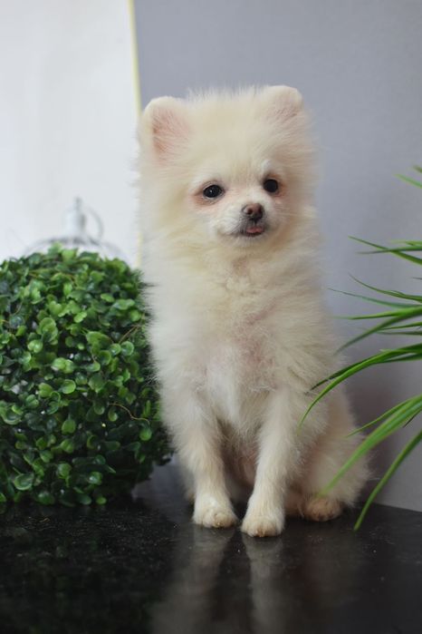 Міні хлопчик померанчик