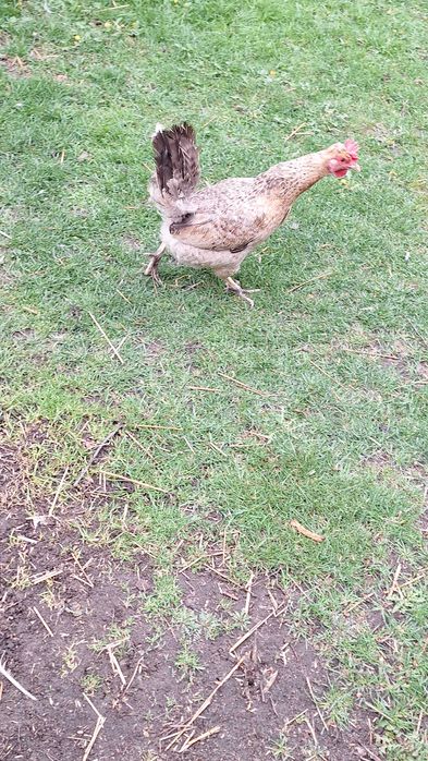 Jaja legowe gren szell