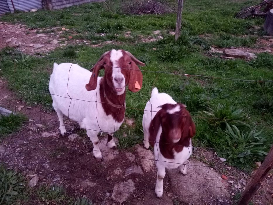 Vendo cabras boer puras