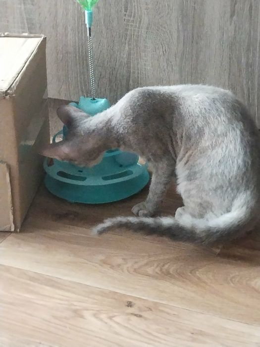 Игрушка для котиков