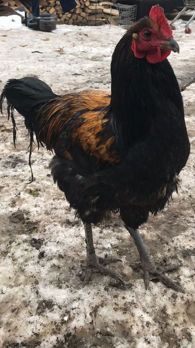 Прродам півники СіньСінь День і Орпінгтон