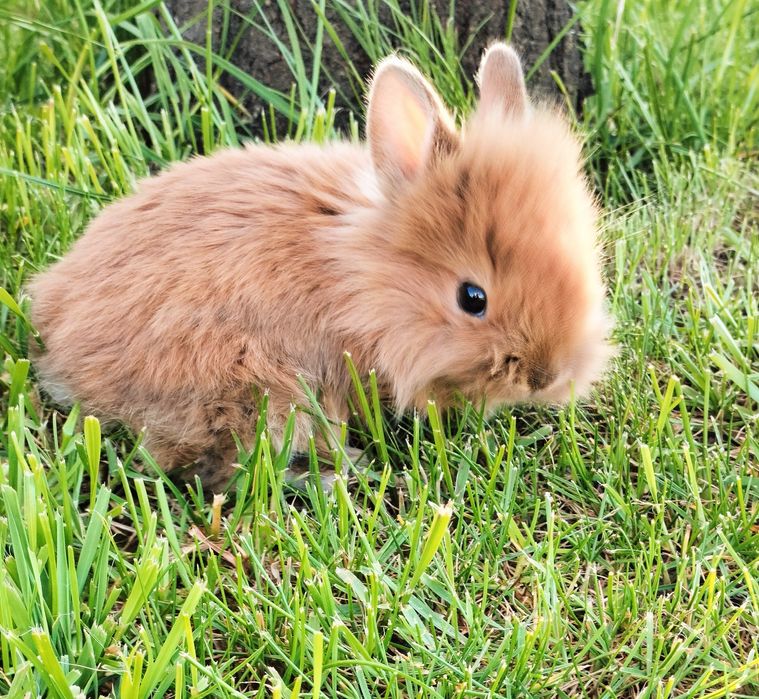 Noclegi przy stoku Sabat Krajno,Góry Świętokrzyskie,apartamenty