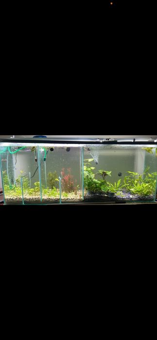 Plantas para aquario envio