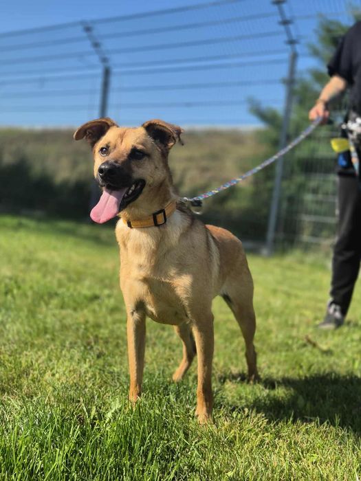 Odważny Kapitan szuka domu!