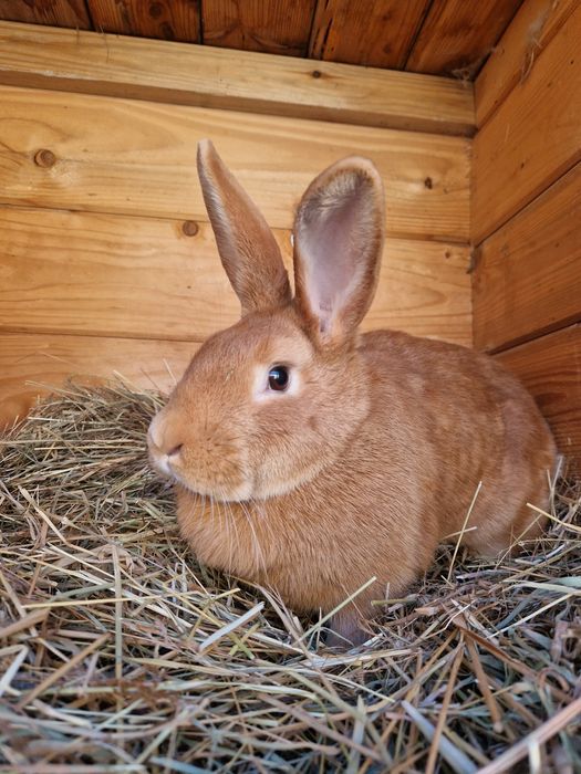 Samica królik burgundzki