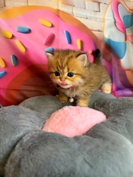 Szkocka koteczka złota szynszyla WCF/PZF+Box prezentowy