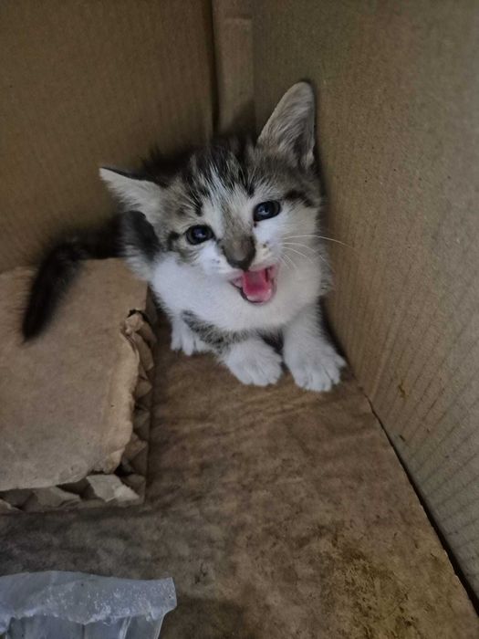 Gatos para adoção