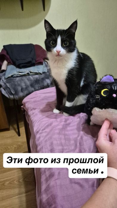 Тасю бросила семья . Кошечка бесплатно