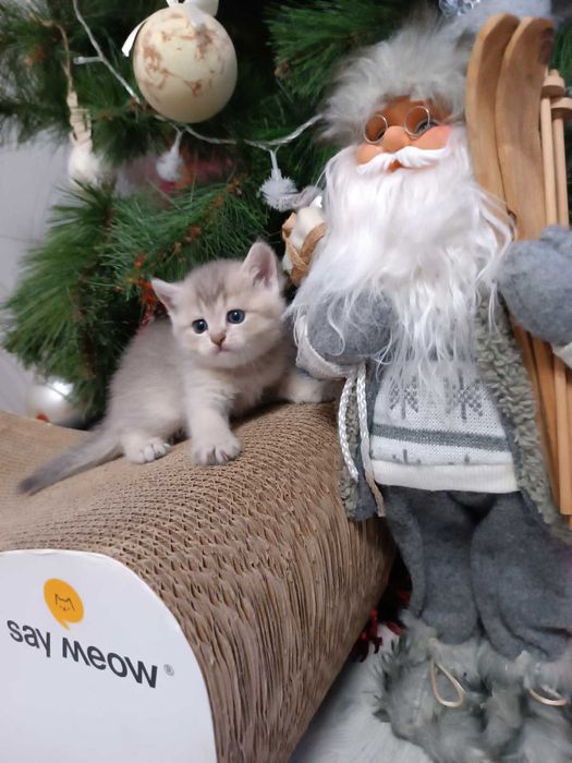 Киця срібна шиншилка