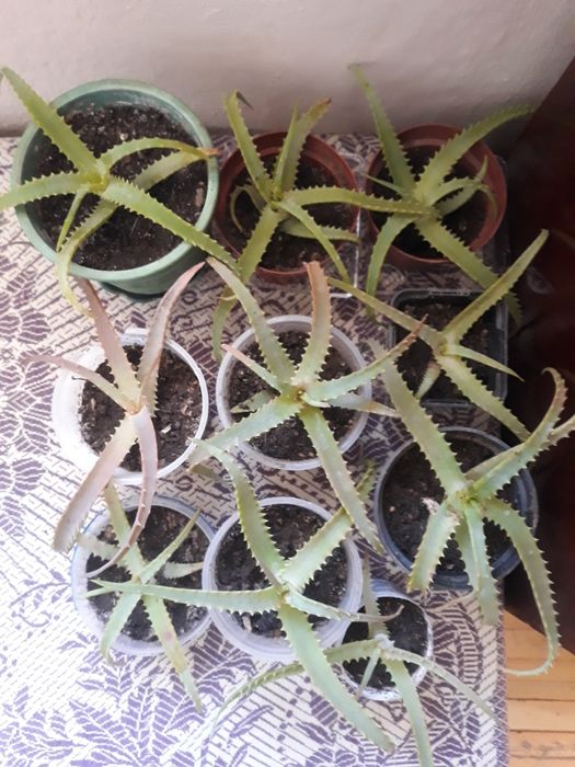 Продаю алоє - вазони