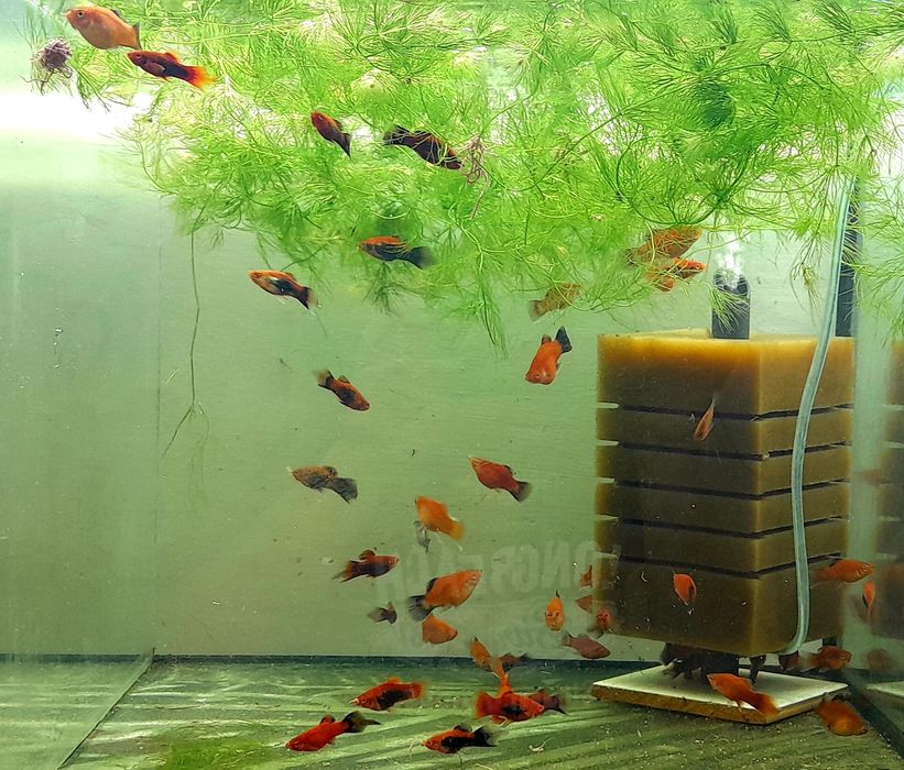 Пецилія акваріумна рибка