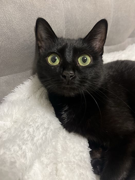 Віддам кицю в добрі руки